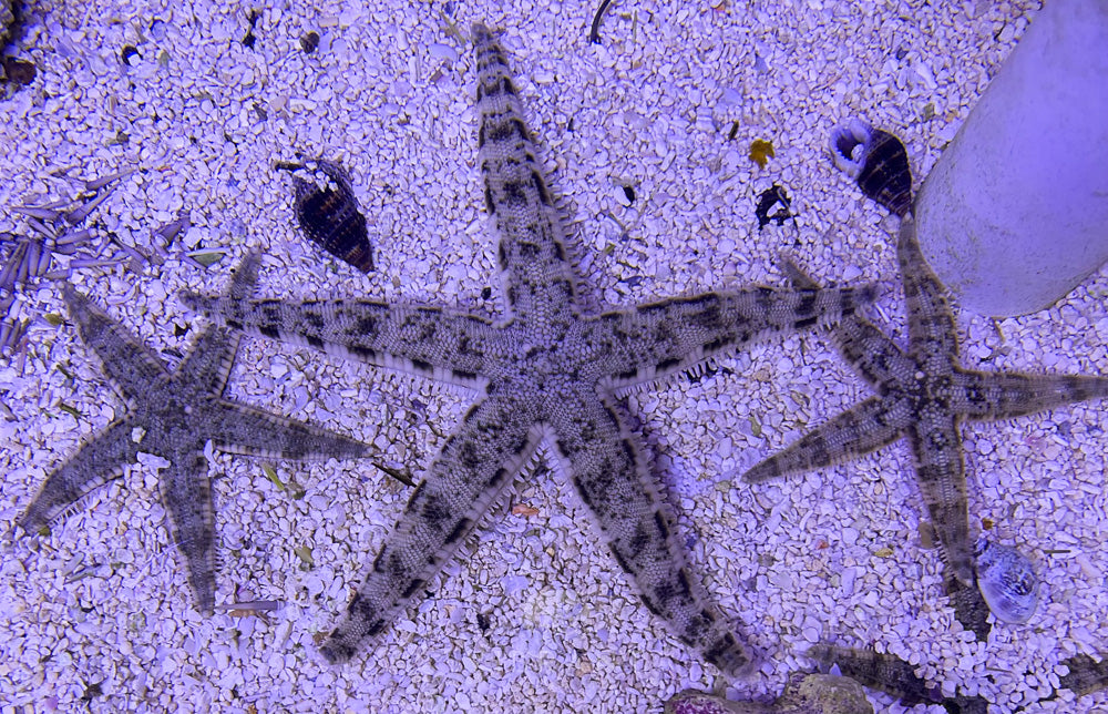Sandsifting (Astropecten polyacanthus)