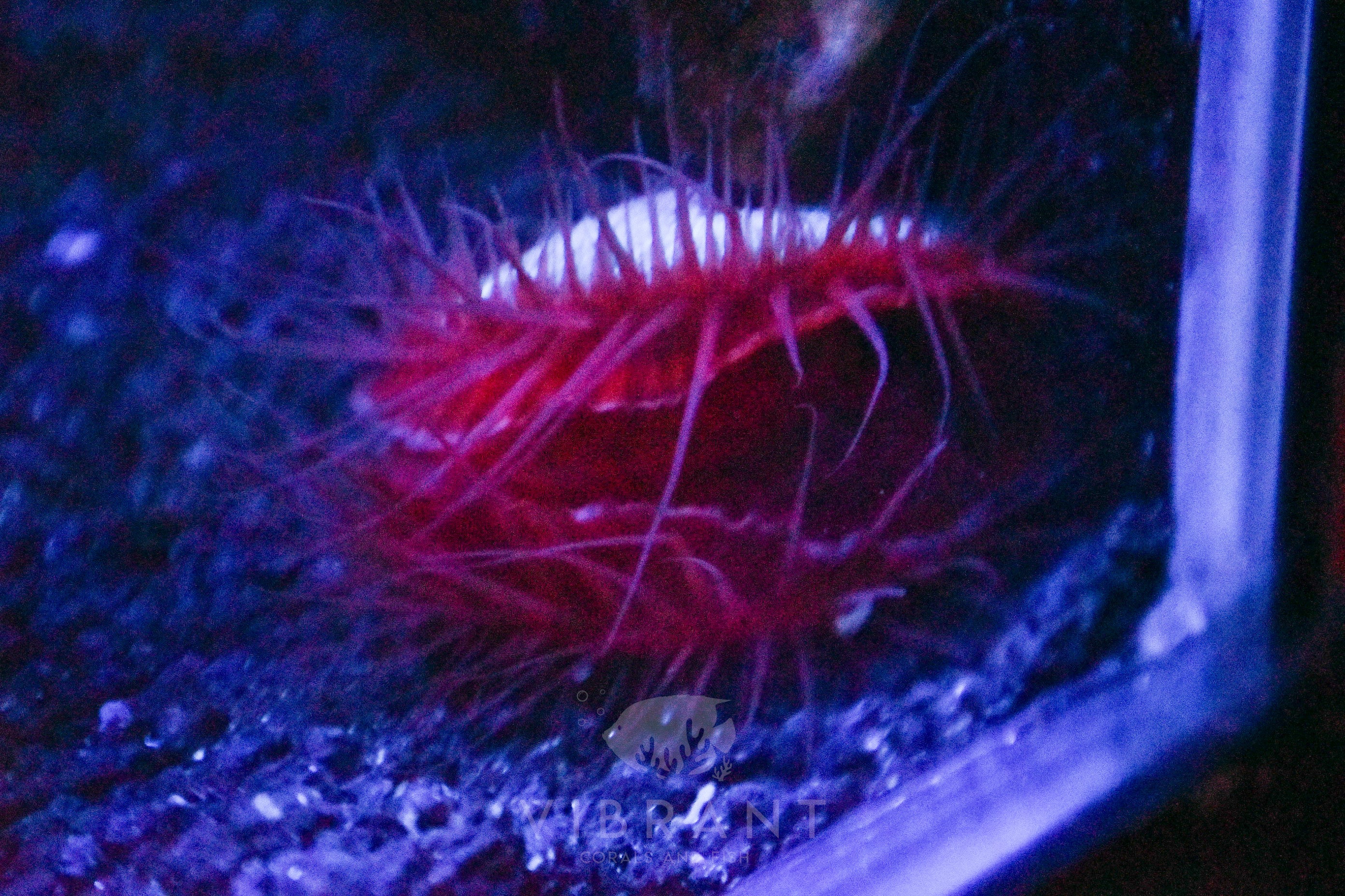 Red Flame Scallop sample