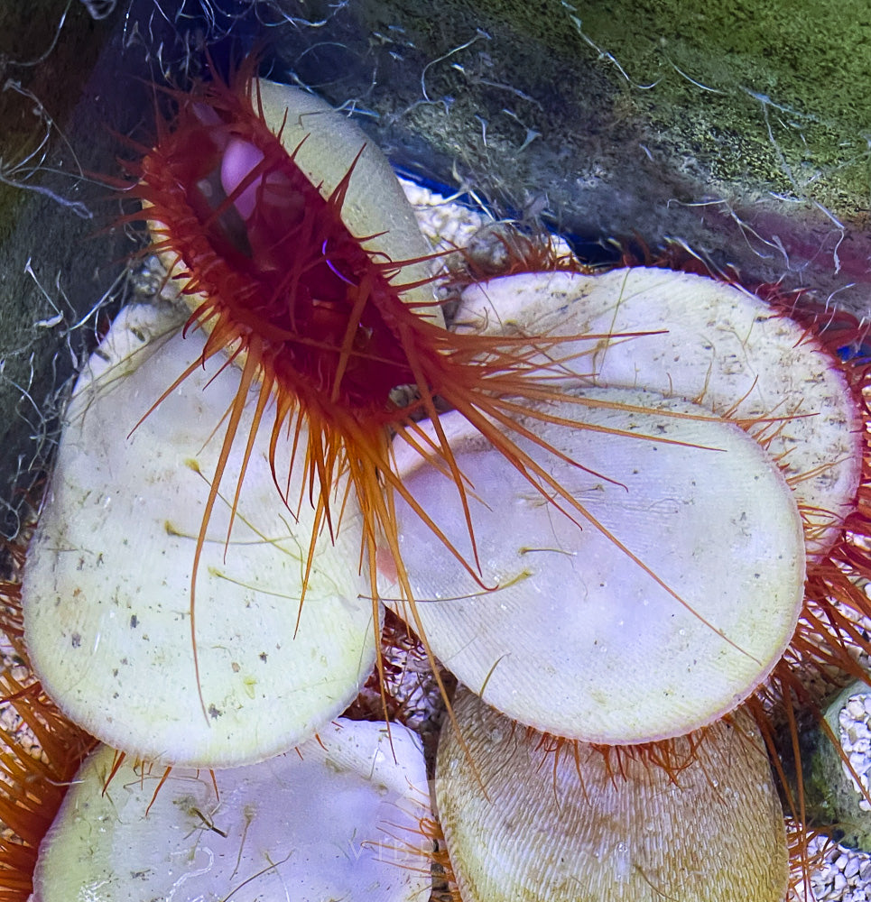 Electric Flame Scallop SAMPLE