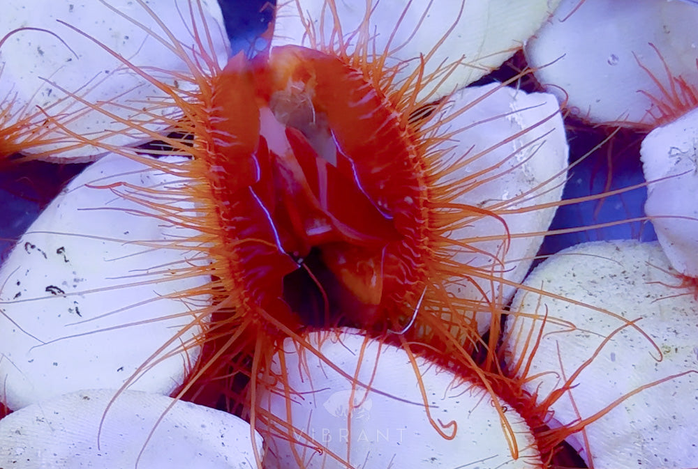 Electric Flame Scallop SAMPLE