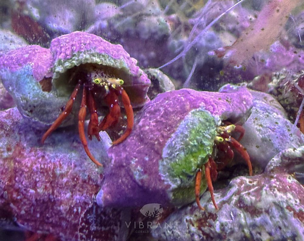 Scarlet Leg Hermit Crab (Paguristes cadenati)