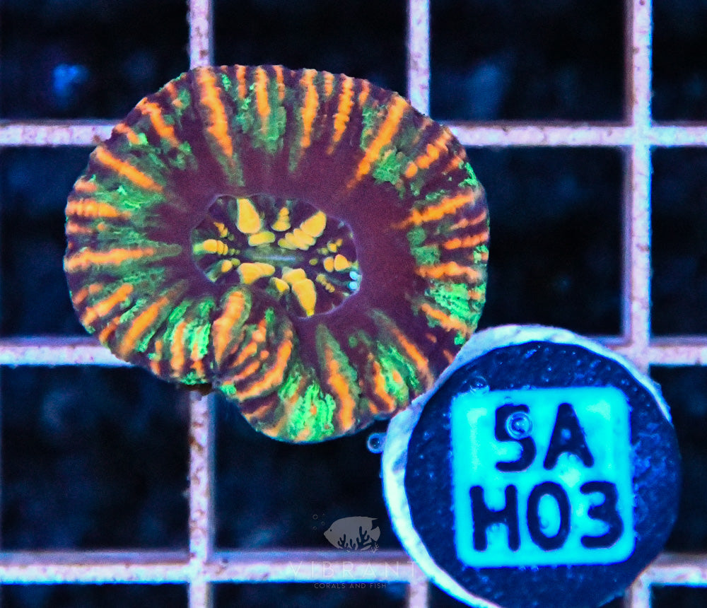 Scoly Nano WAUS