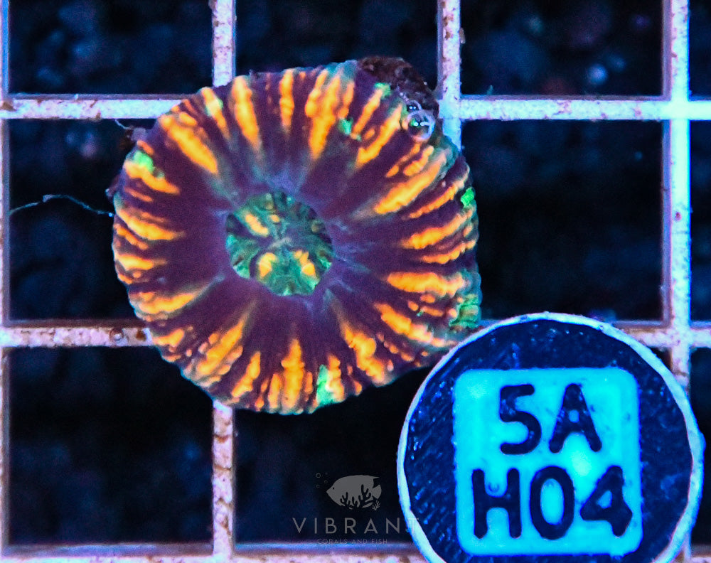Scoly Nano WAUS
