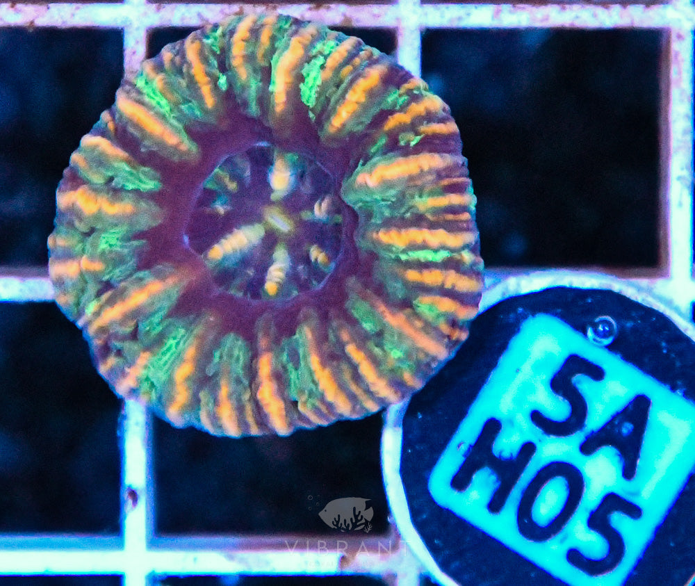 Scoly Nano WAUS