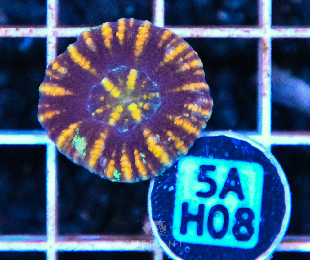 Scoly Nano WAUS