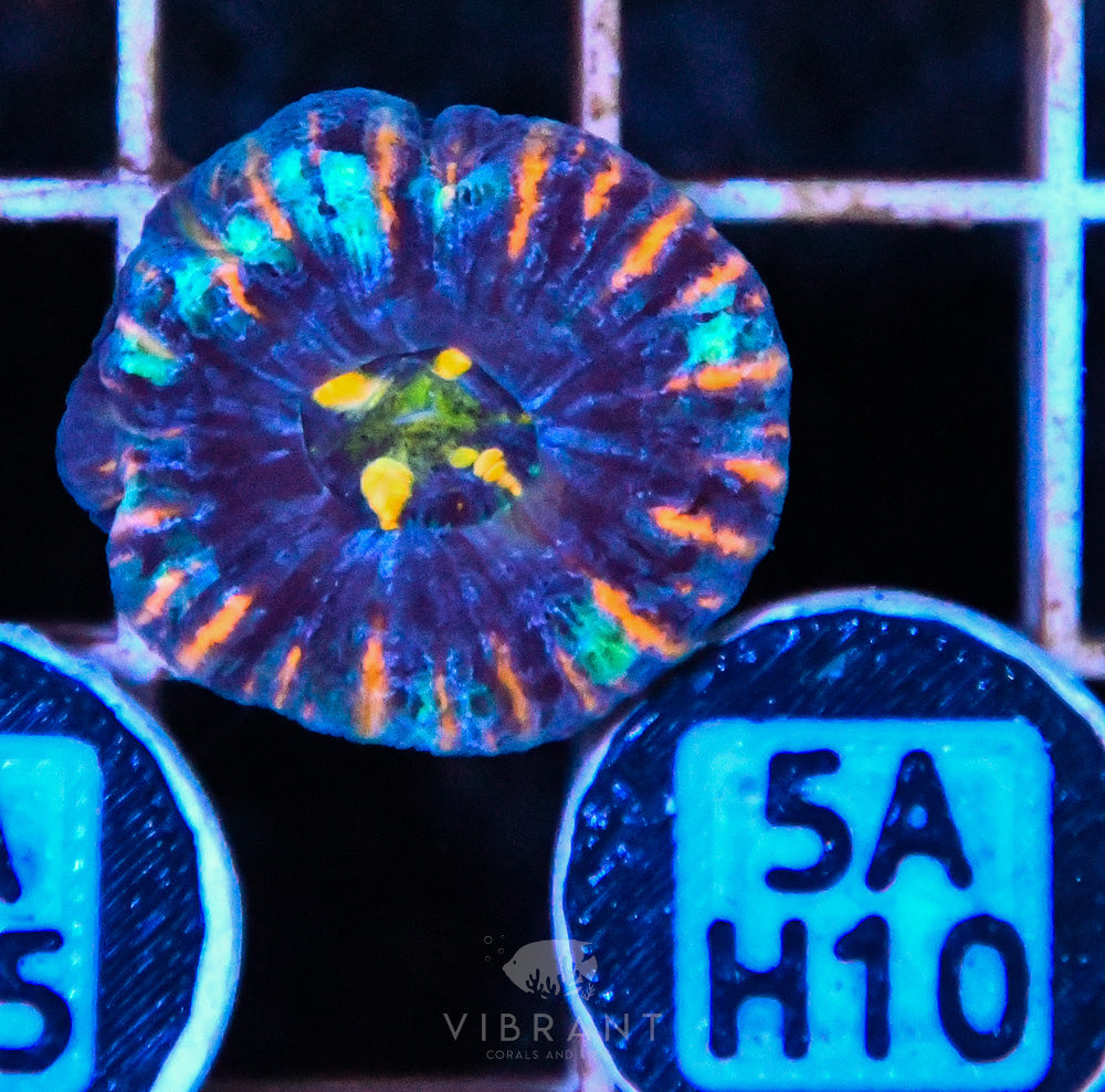 Scoly Nano WAUS