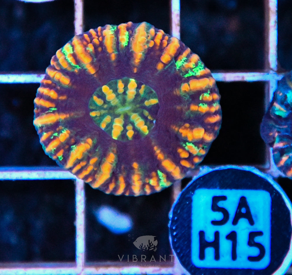 Scoly Nano WAUS