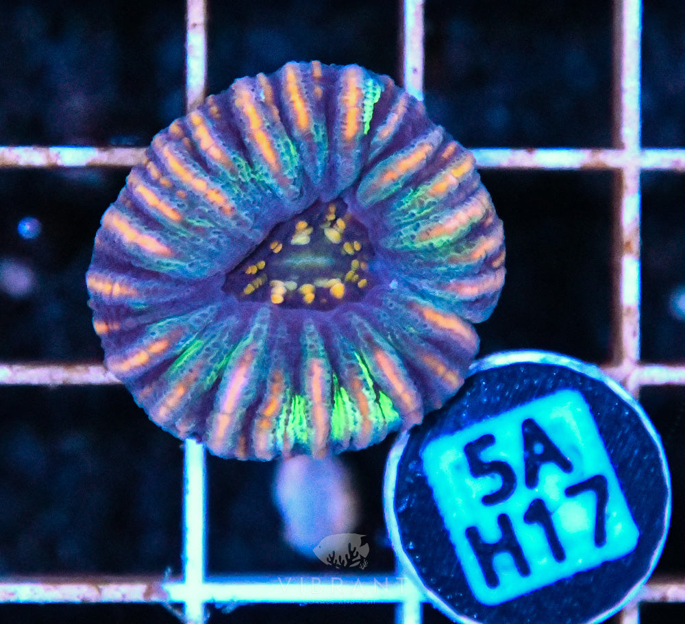 Scoly Nano WAUS
