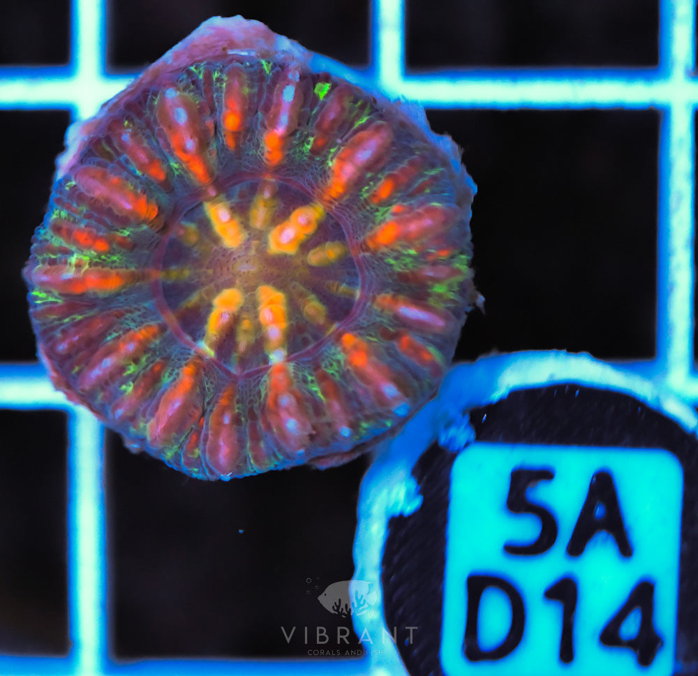 Scoly Nano WAUS