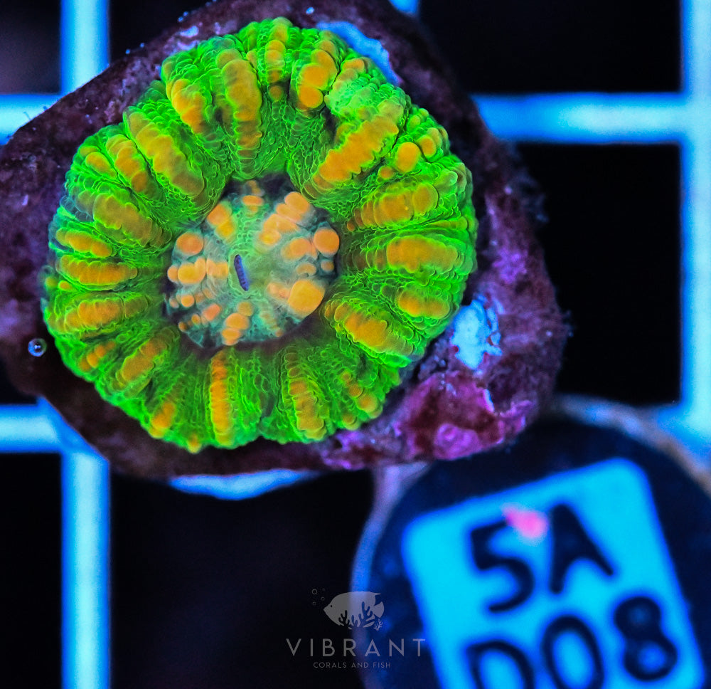 Scoly Nano WAUS