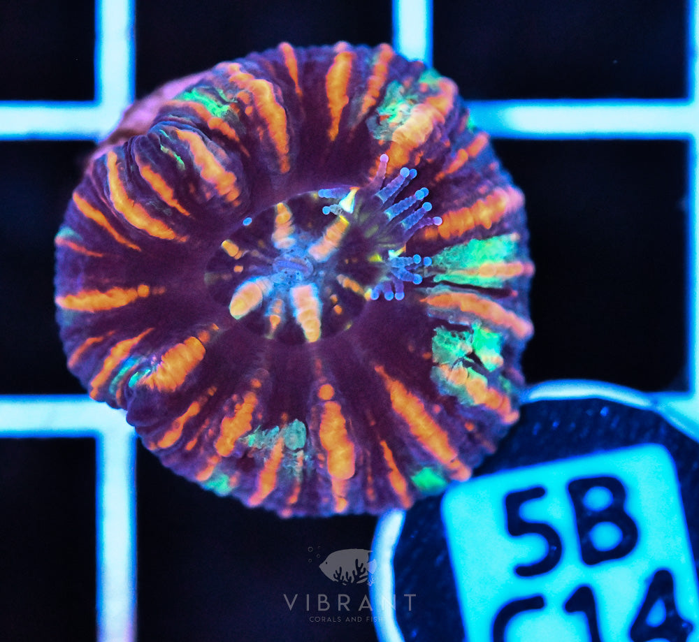 Scoly Nano WAUS