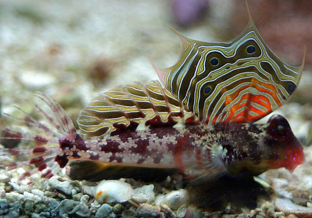 Scooter blenny (Synchiropus ocellatus)