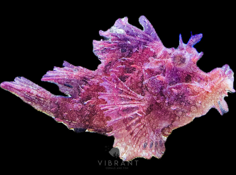 Purple Scorpion Fish (Rhinopias frondosa)