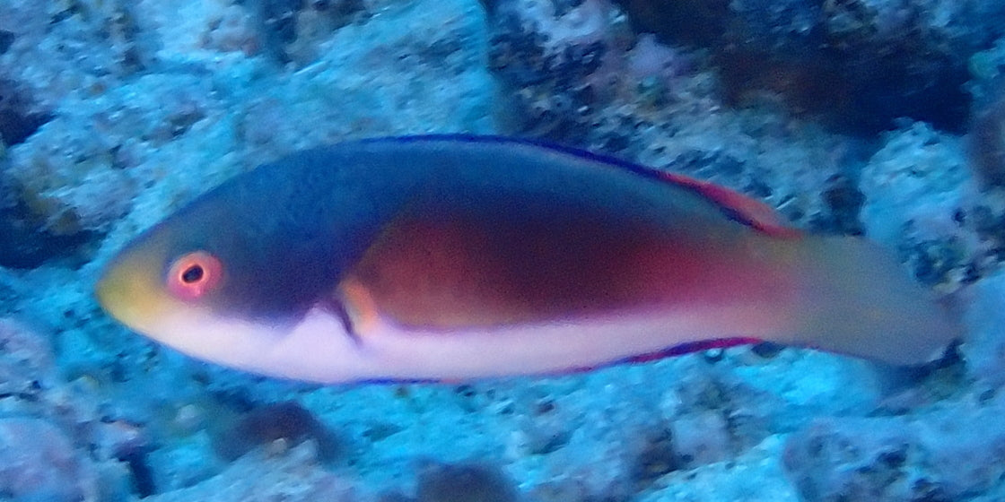 Scott's wrasse (Cirrhilabrus scottorum)
