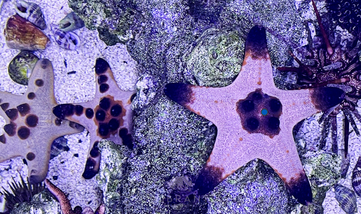 Chocolate Chip (Protoreastor nodosus)