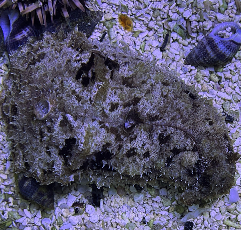 Dolabella Sea Hare (Dolabrifera dolabrifera)