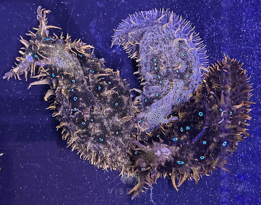 Metallic Blue Dotted Sea Hare (Bursatella leachii)