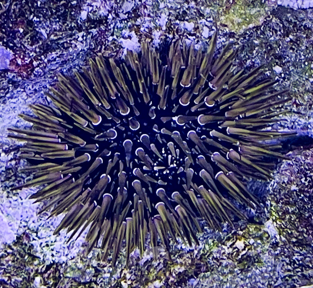 Short Spine Urchin SAMPLE