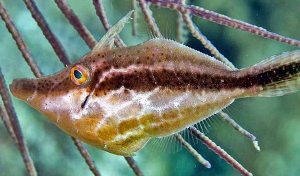 Slender File Fish (Monacathus tuckery)