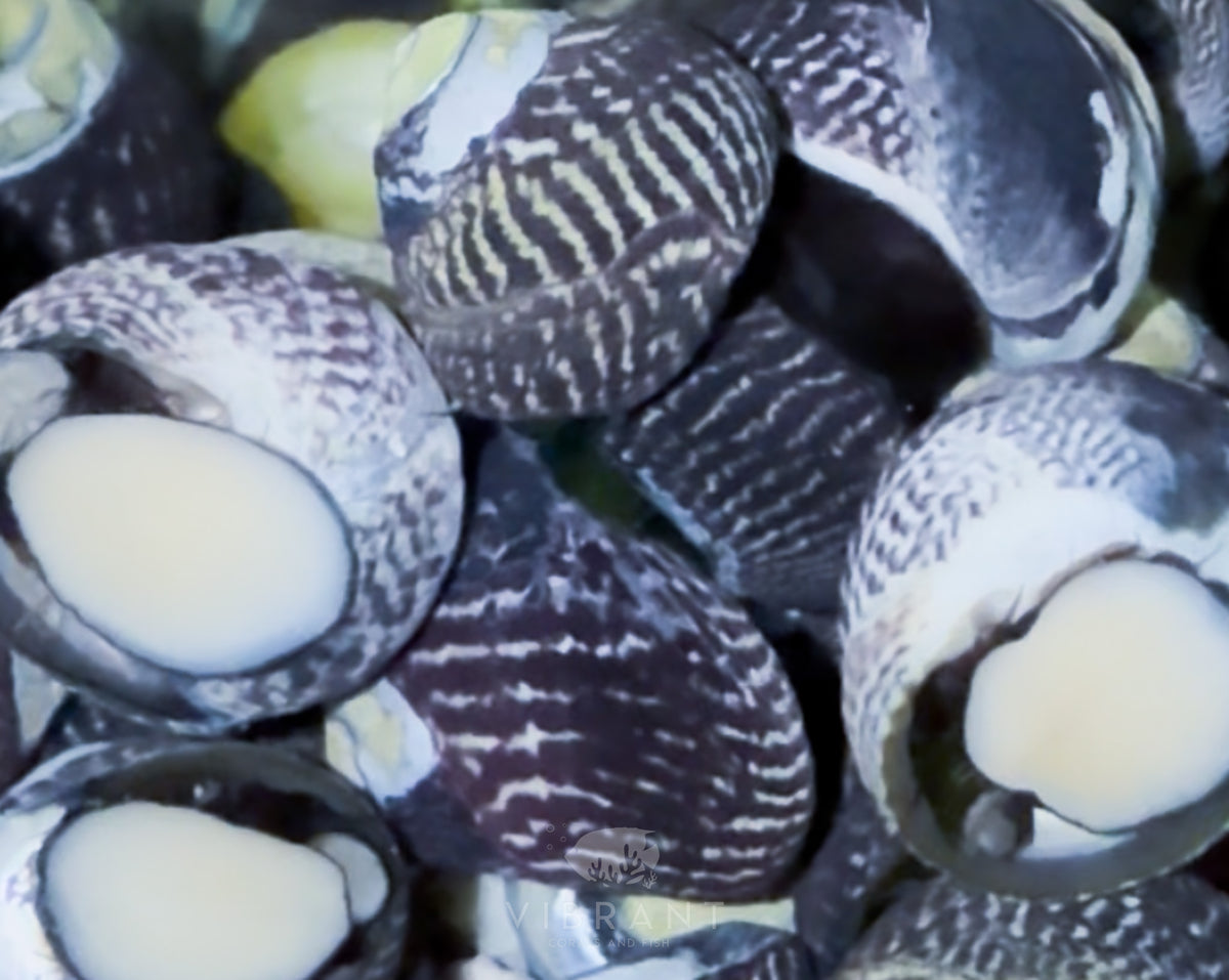 Margarita Snail (Margarites pupillus)