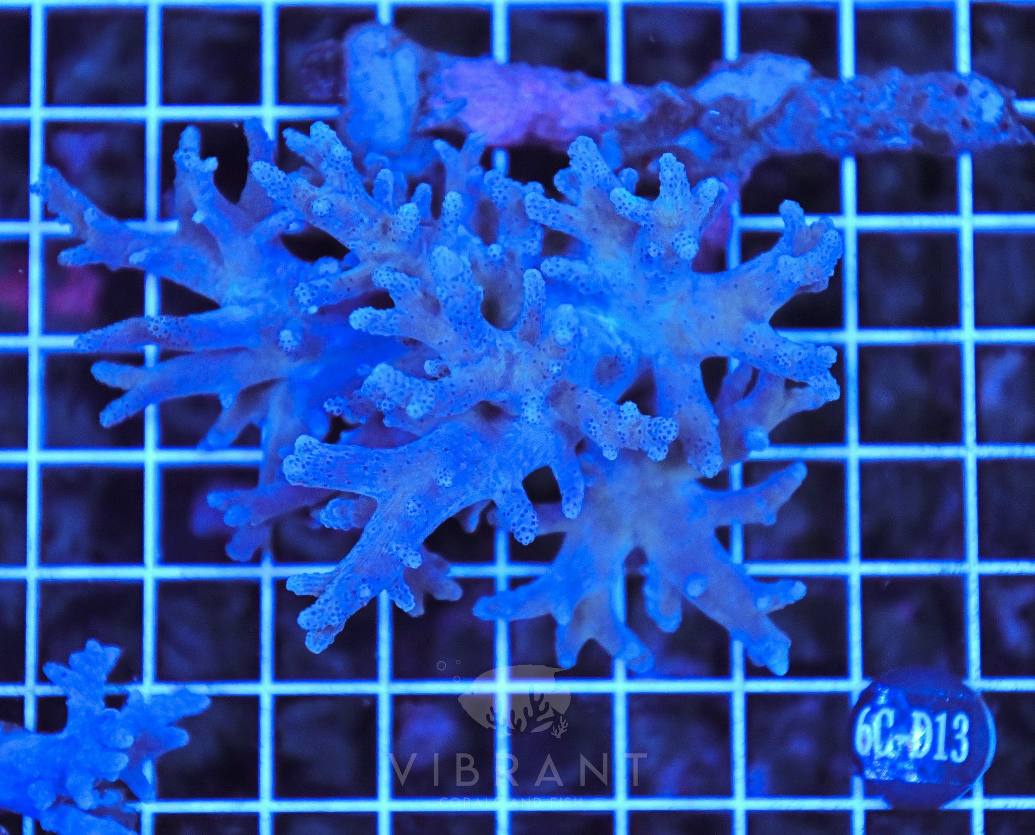 Soft Coral INDO W