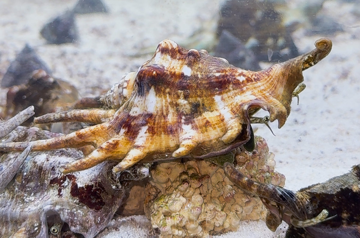Spider Conch (Lambis arthritica)