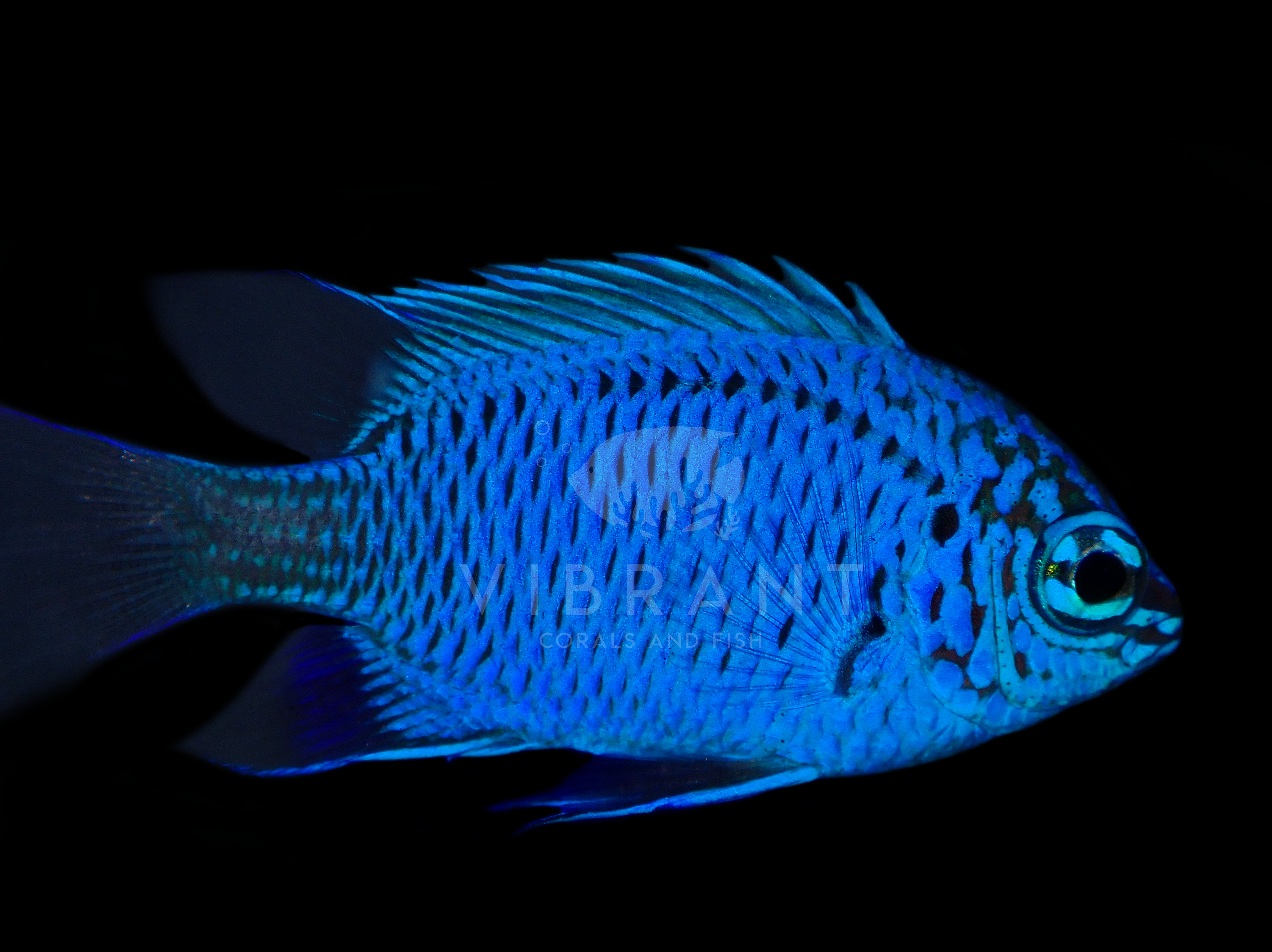 Springeri Damsel (Chrysiptera springeri)