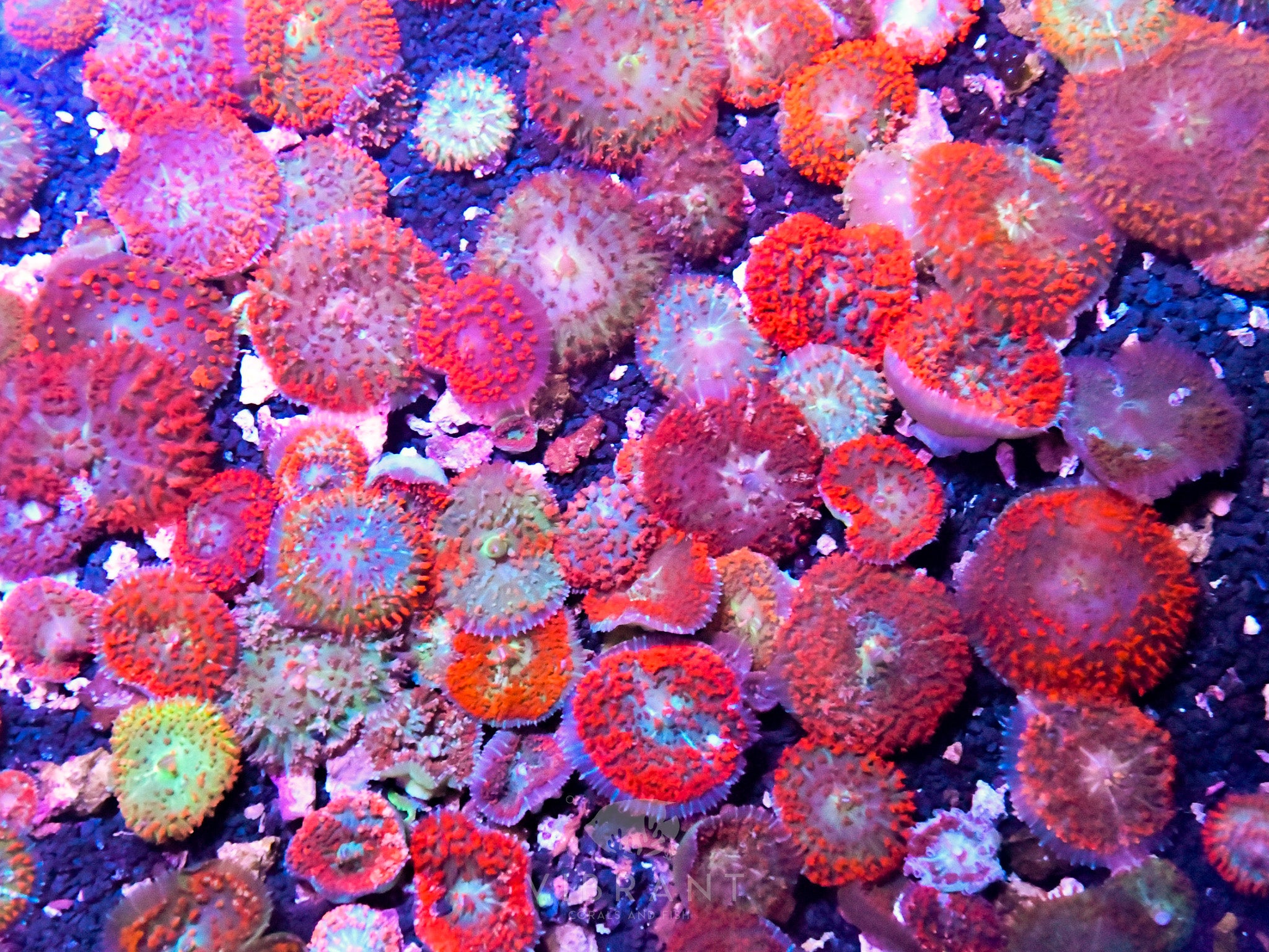 St Thomas Mushroom 10pp Pack sample