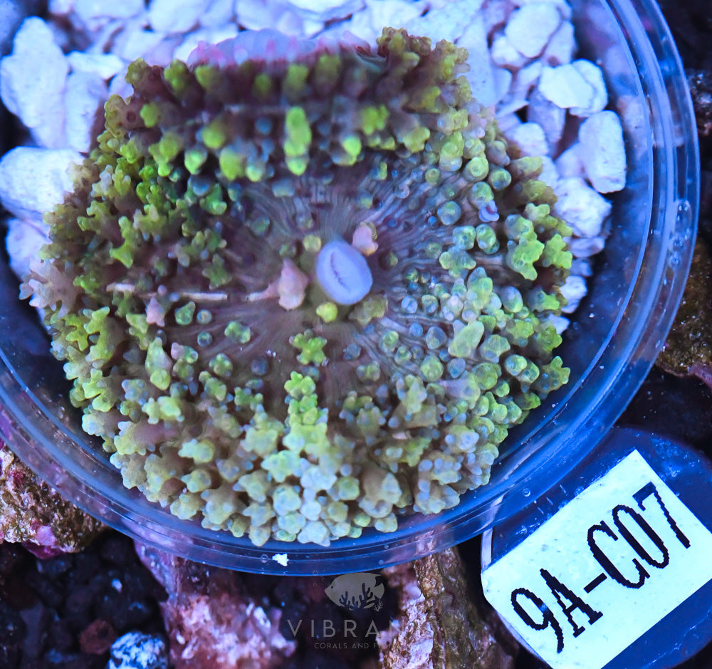 St Thomas Ultra Mushroom