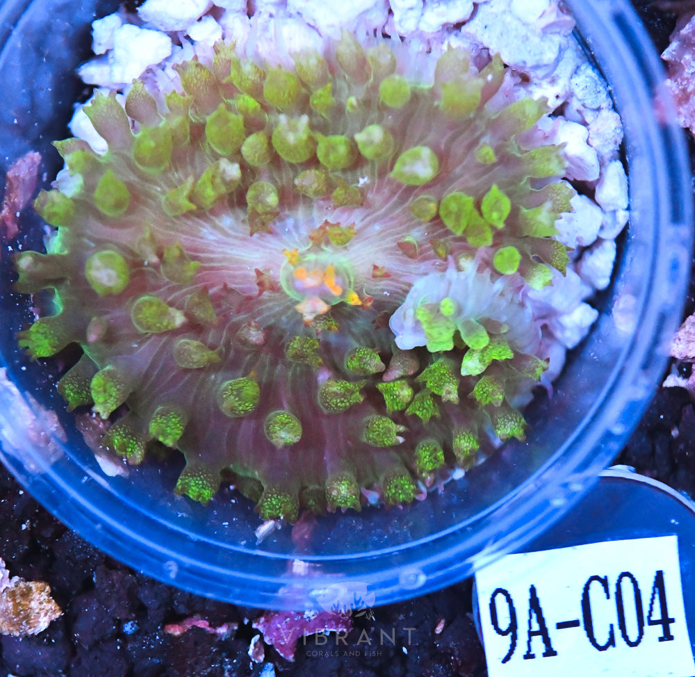 St Thomas Ultra Mushroom