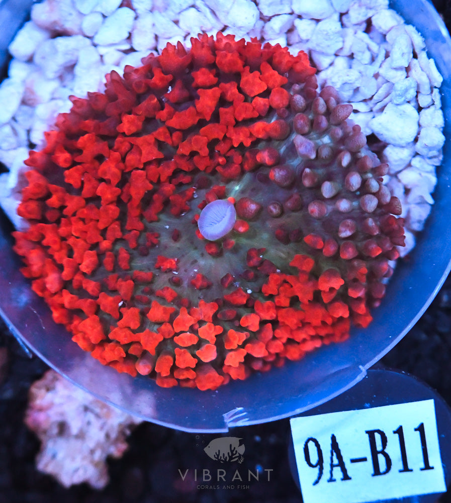 St Thomas Ultra Mushroom
