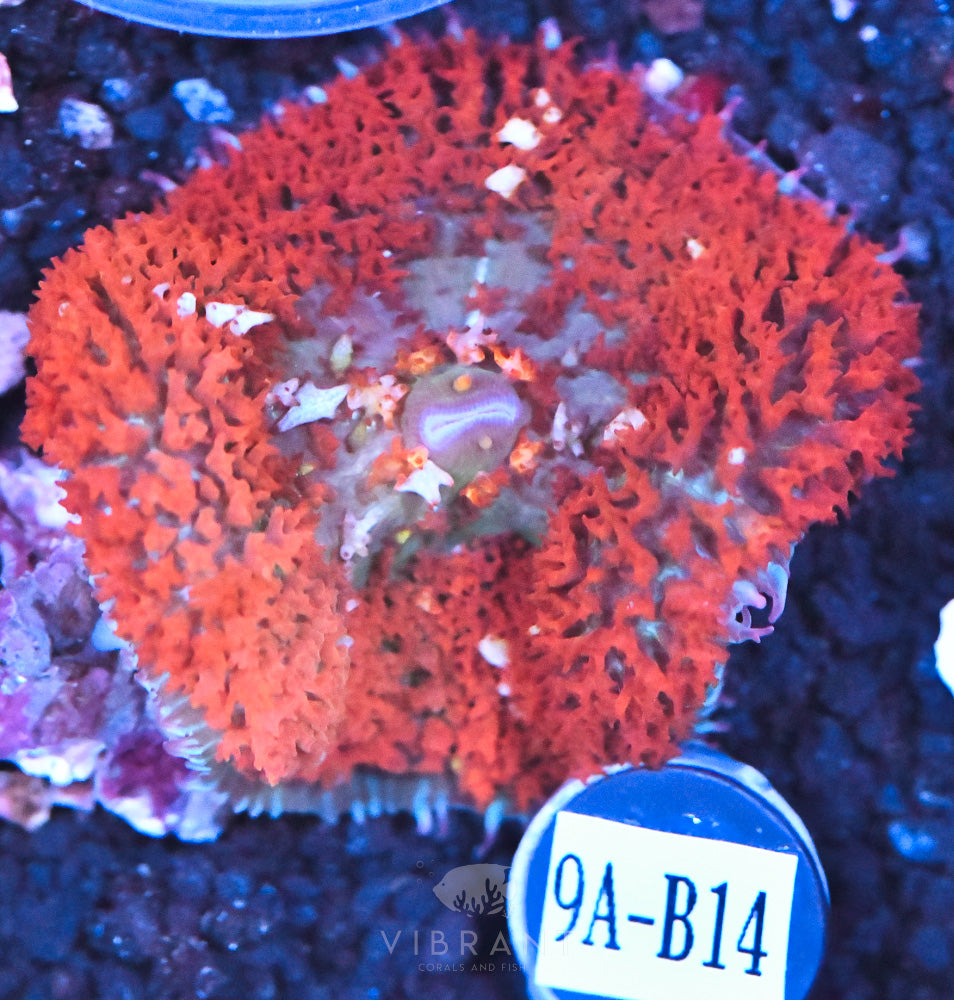 St Thomas Ultra Mushroom