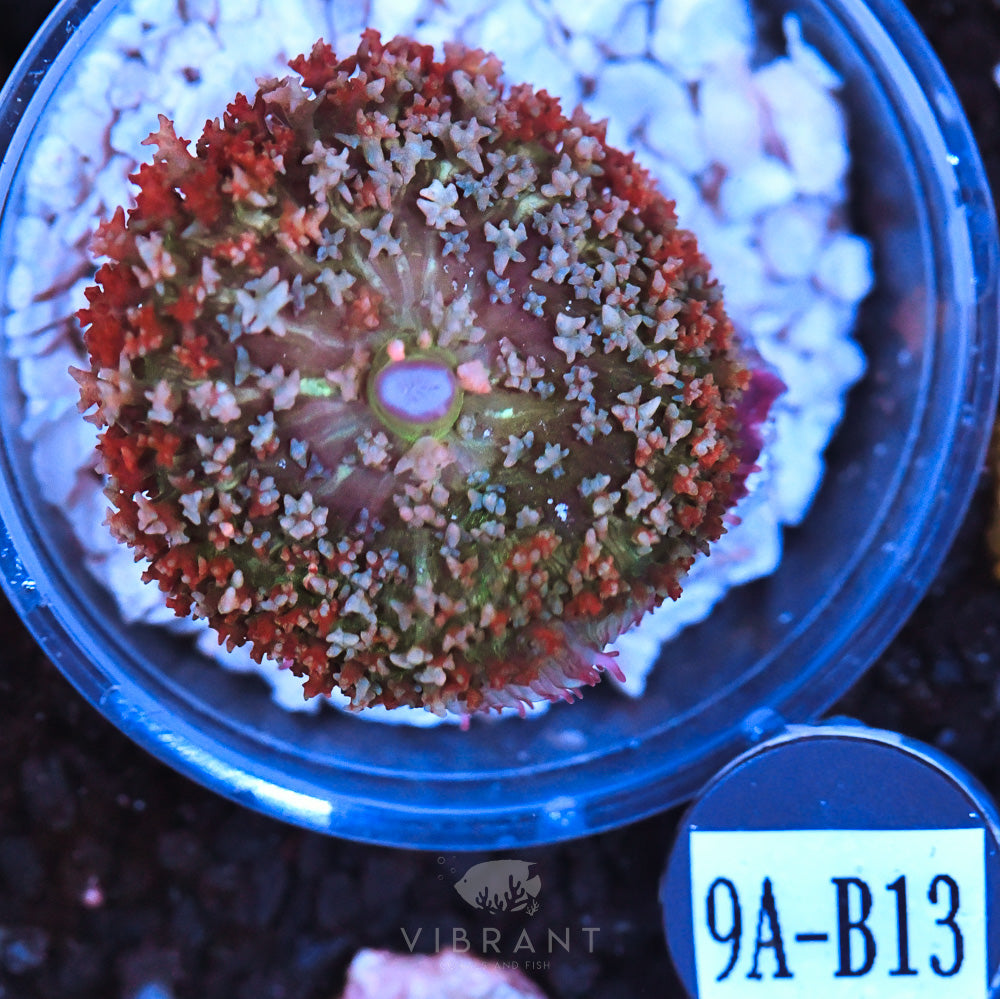 St Thomas Ultra Mushroom