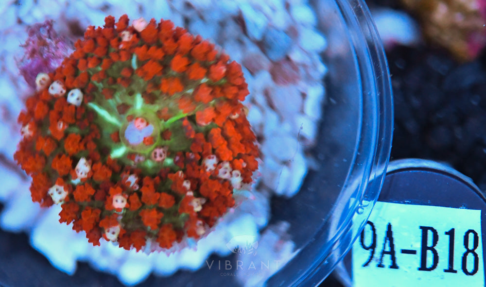 St Thomas Ultra Mushroom