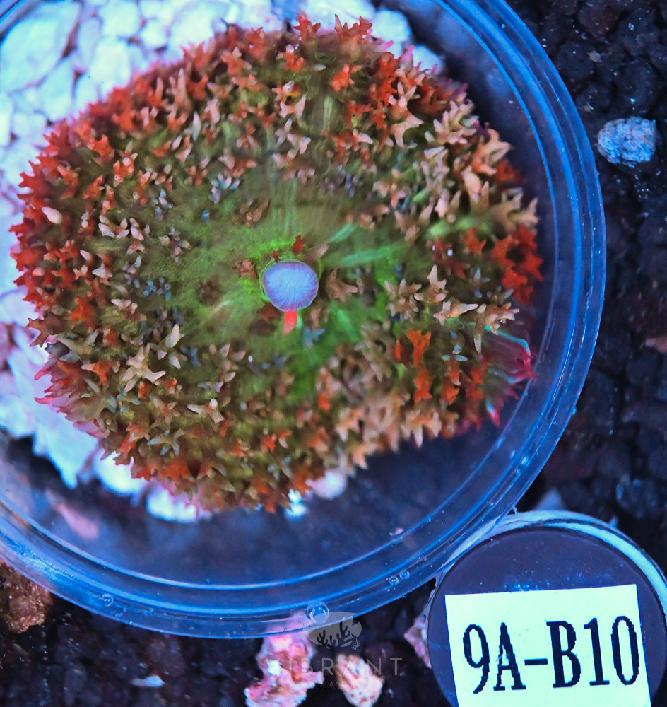 St Thomas Ultra Mushroom