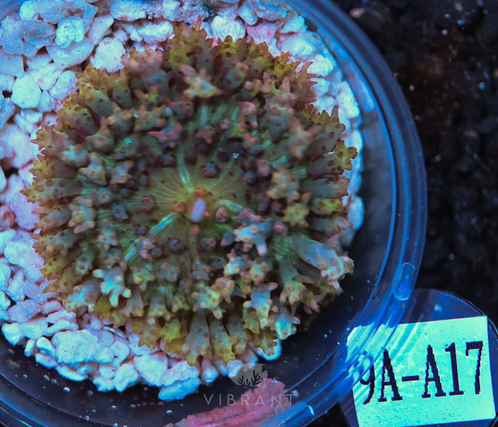 St Thomas Ultra Mushroom