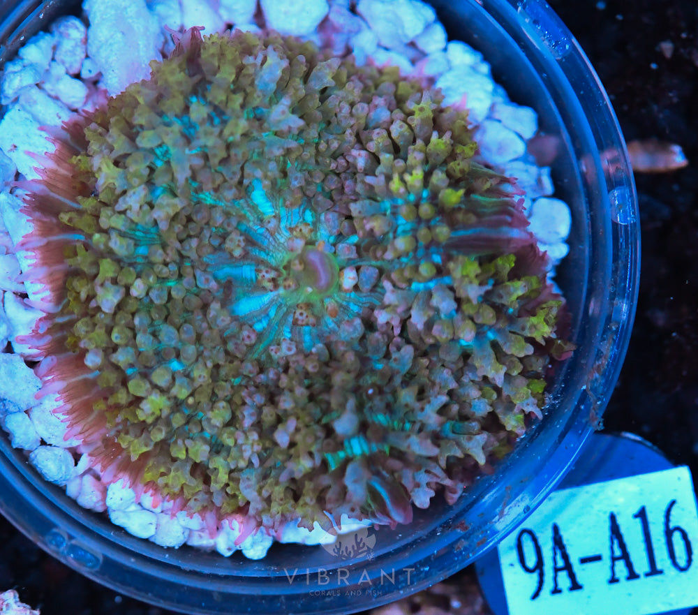 St Thomas Ultra Mushroom