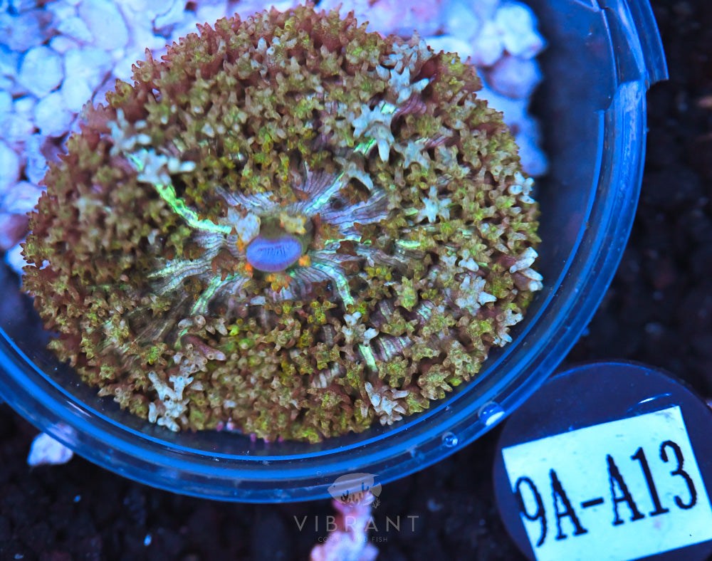 St Thomas Ultra Mushroom