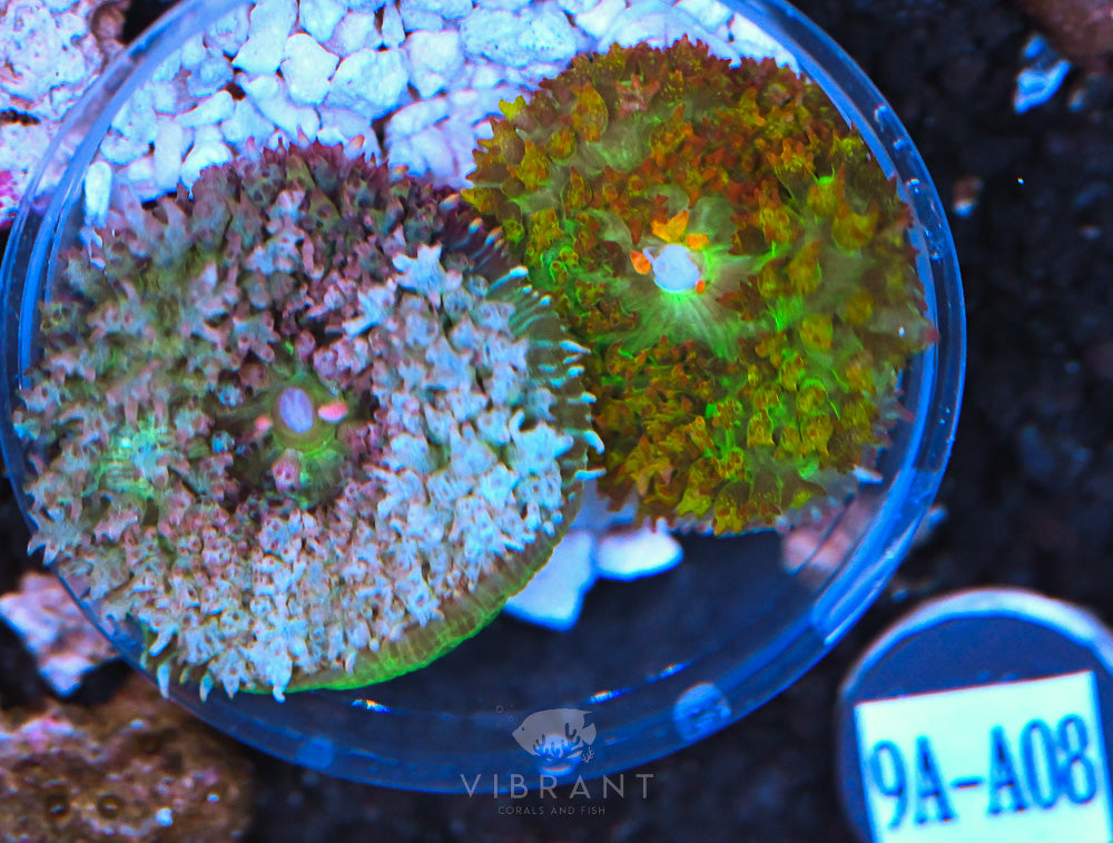 St Thomas Ultra Mushroom