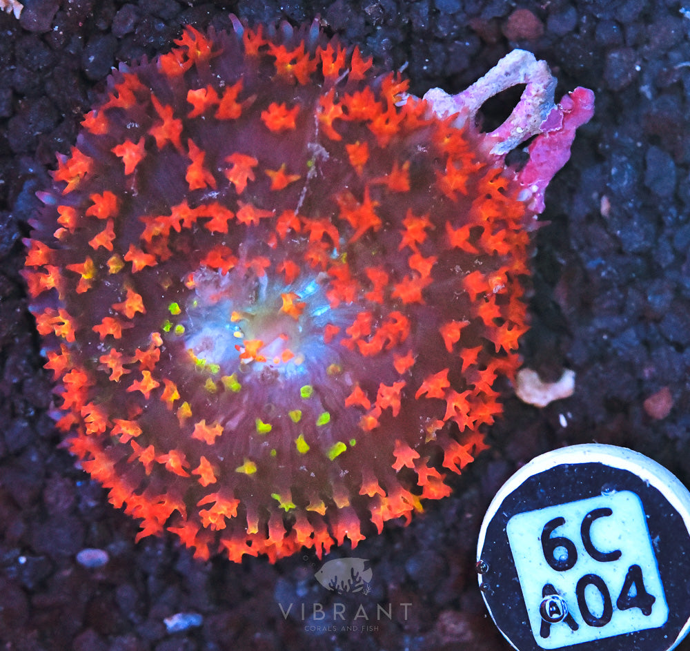 St Thomas Mushroom Ultra