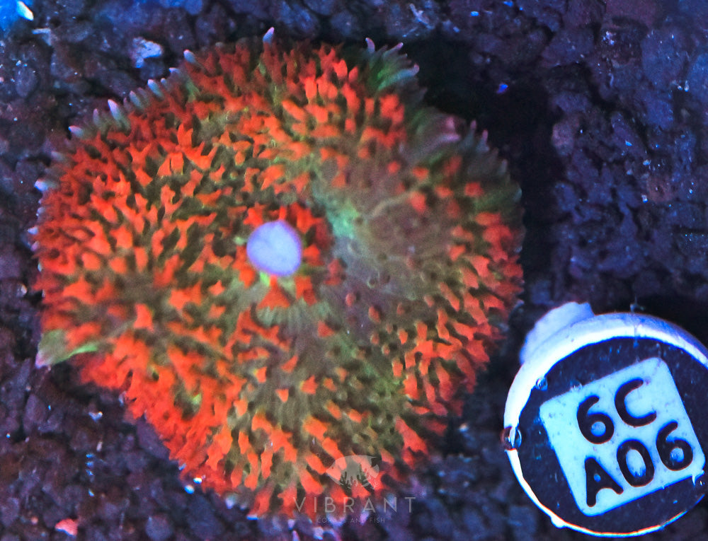 St Thomas Mushroom Ultra