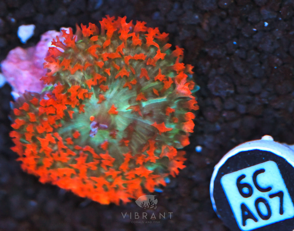 St Thomas Mushroom Ultra