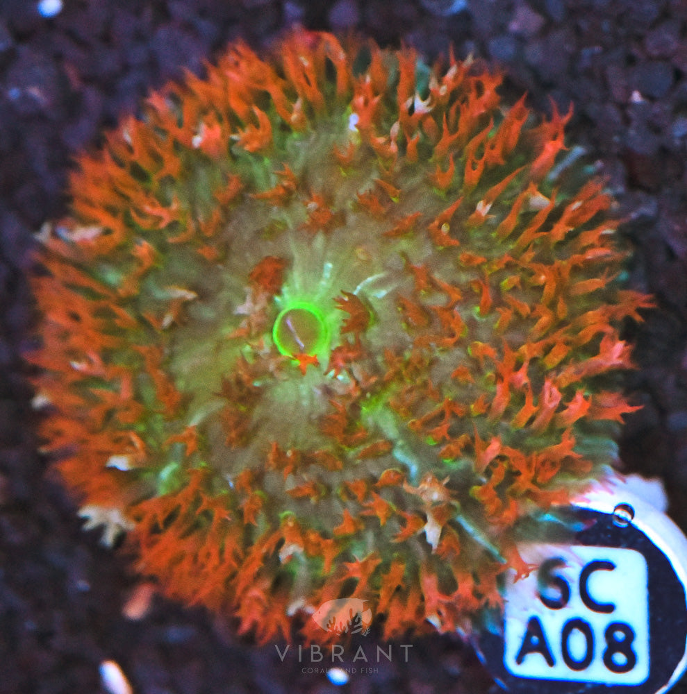 St Thomas Mushroom Ultra