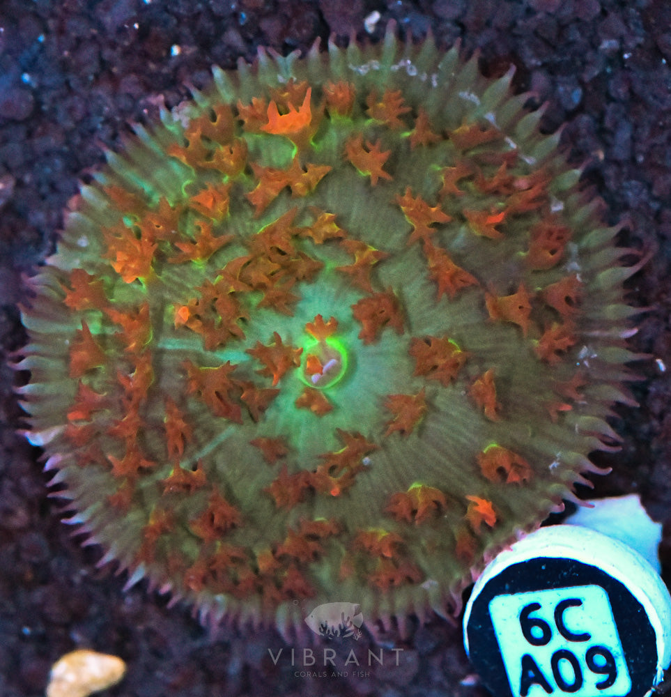 St Thomas Mushroom Ultra
