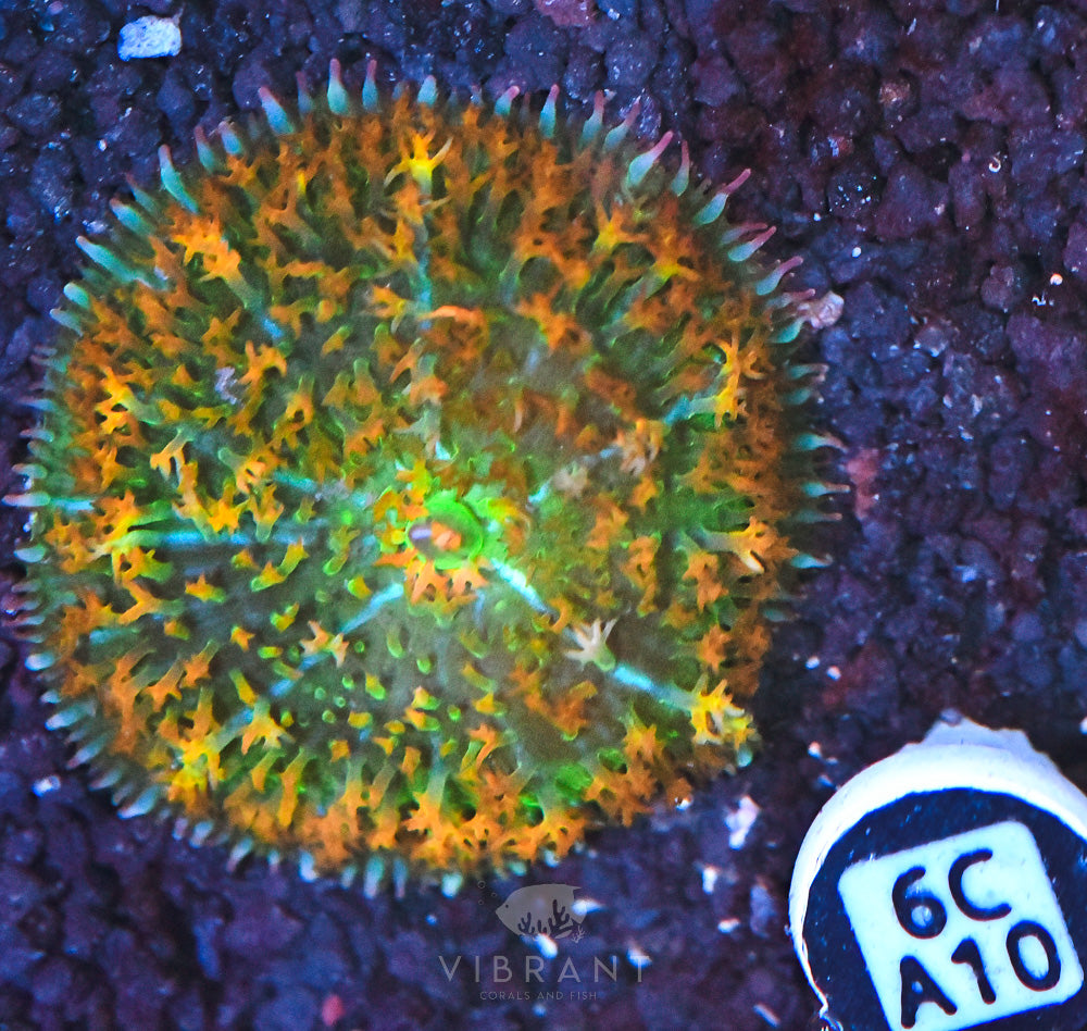 St Thomas Mushroom Ultra
