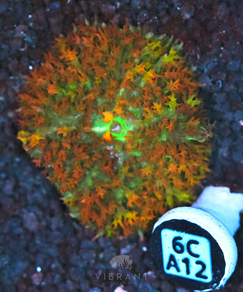 St Thomas Mushroom Ultra