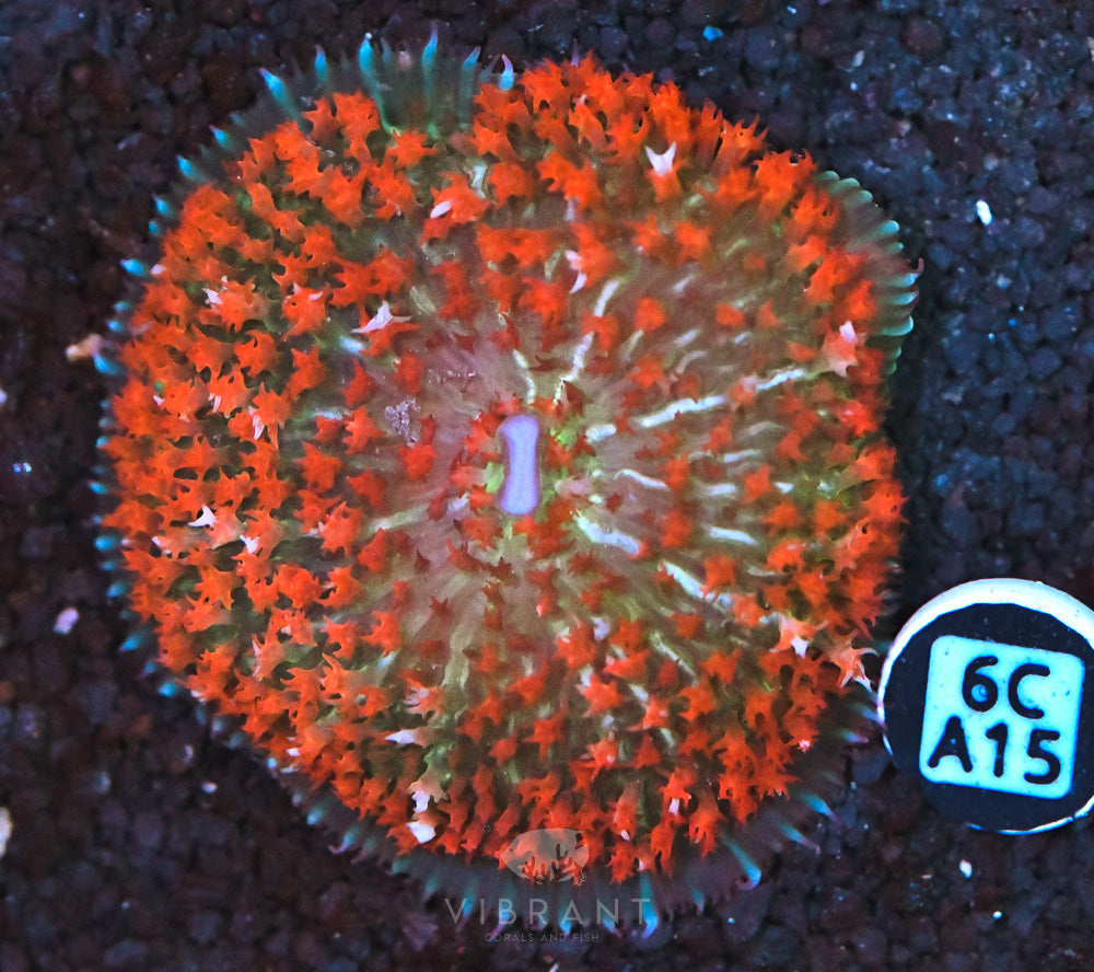St Thomas Mushroom Ultra