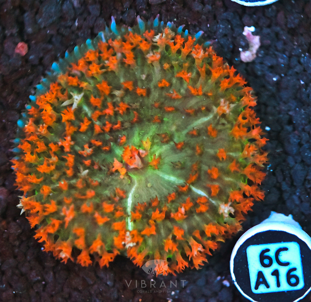 St Thomas Mushroom Ultra