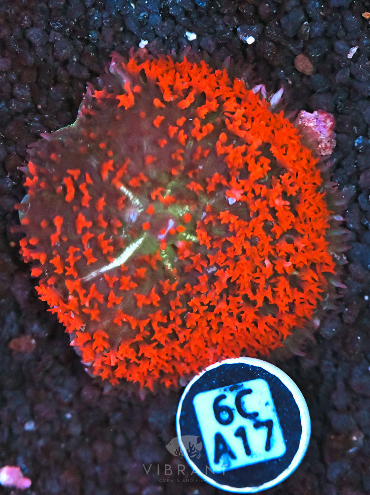 St Thomas Mushroom Ultra