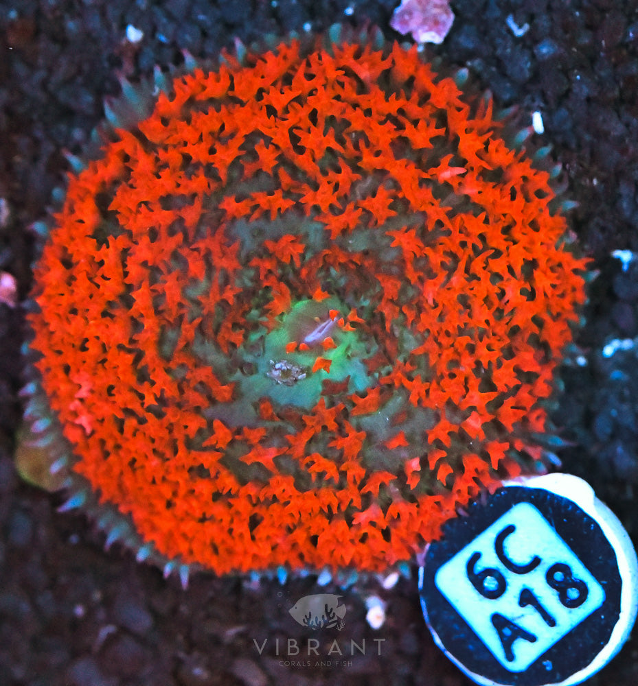 St Thomas Mushroom Ultra